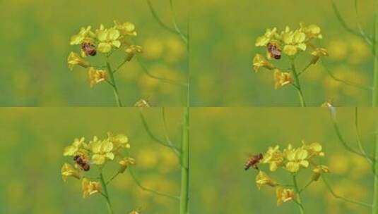 油菜花蜜蜂采蜜高清在线视频素材下载