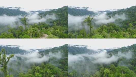 清晨森林里雾的美丽高清在线视频素材下载