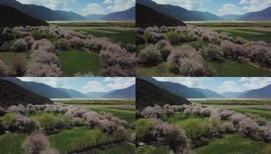 航拍西藏林芝春天盛开的桃花节田园风光高清在线视频素材下载