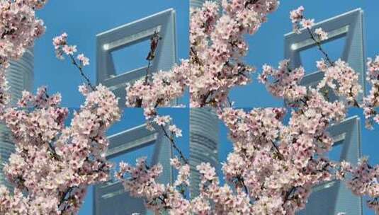 上海城市陆家嘴地标上海樱花北上广樱花特写高清在线视频素材下载