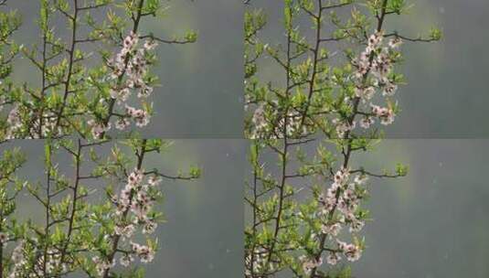 春雨中的小花高清在线视频素材下载