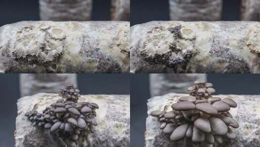 灰平菇蘑菇菌包种植包生长延时摄影视频合集高清在线视频素材下载