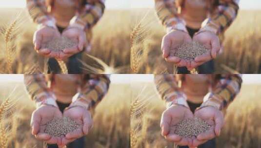 农民手中拿着一把麦粒高清在线视频素材下载