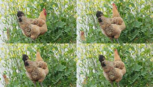 农村散养母鸡吃食特写实拍镜头高清在线视频素材下载