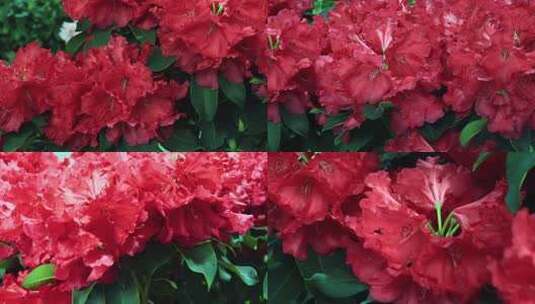 红色贵州贵妃高山杜鹃花红杜鹃花朵高清在线视频素材下载