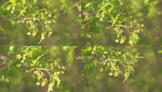 元宝槭春天开花嫩叶绿叶随风摆动清新自然高清在线视频素材下载