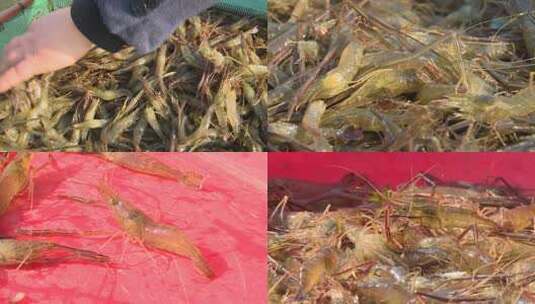 1850 虾 渔民 捕虾 河虾养殖高清在线视频素材下载