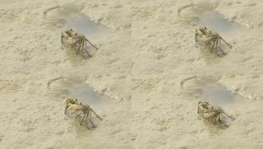 l1滩涂湿地螃蟹举起钳子高清在线视频素材下载