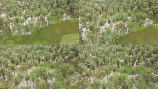 棕榈树浸入水中高清在线视频素材下载