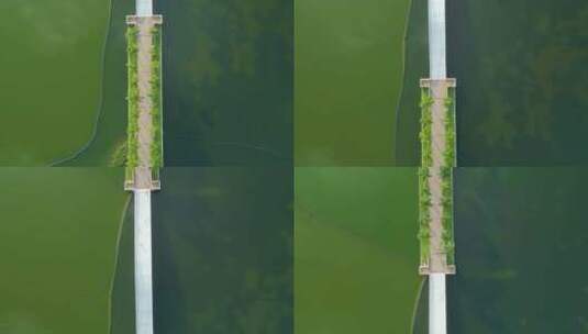 南宁 航拍 南湖公园 拱桥高清在线视频素材下载