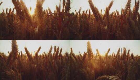 8K乡村傍晚金色的麦田麦子丰收高清在线视频素材下载