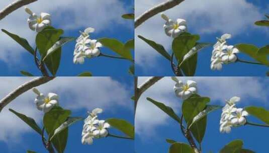 白色的花朵在晴朗的天空中飘动高清在线视频素材下载