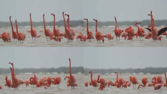 粉红色火烈鸟群高清在线视频素材下载