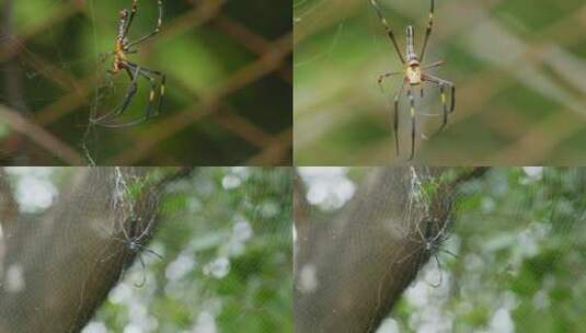 蜘蛛 织网 捕食高清在线视频素材下载