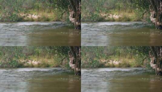 河水流动高清在线视频素材下载