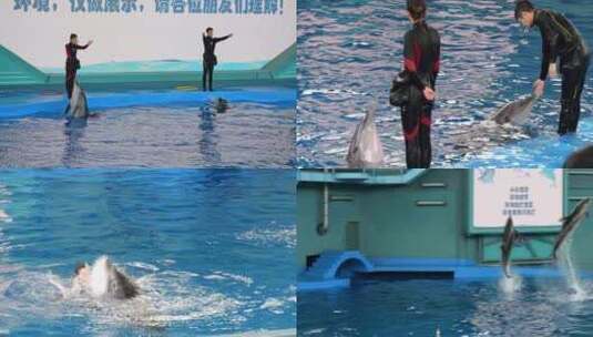 海洋馆海豚表演1高清在线视频素材下载