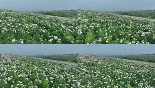 航拍晨雾中的中草药种植基地高清在线视频素材下载