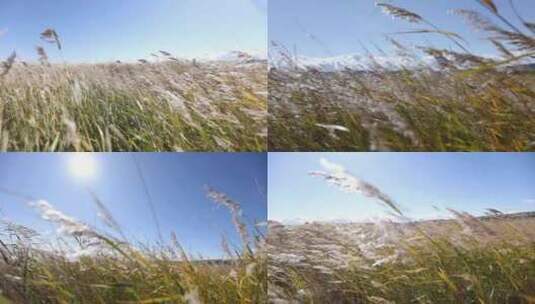 B新疆准噶尔废王城外平原上白天风吹稻草高清在线视频素材下载
