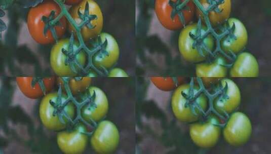 小西红柿 滴灌技术 无土栽培高清在线视频素材下载