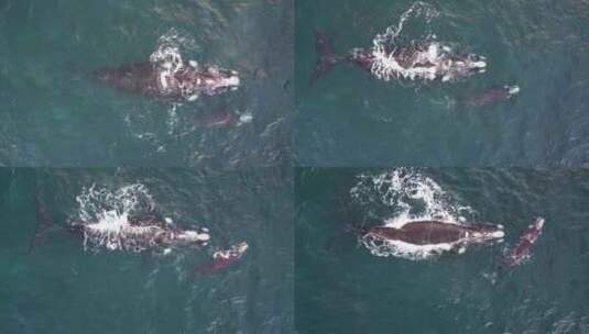 两只鲸鱼在海中游动高清在线视频素材下载