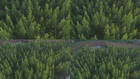 大树 植物 森林绿色 环保 树木 氧吧 航拍高清在线视频素材下载