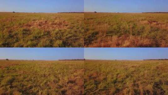 干旱的草地高清在线视频素材下载