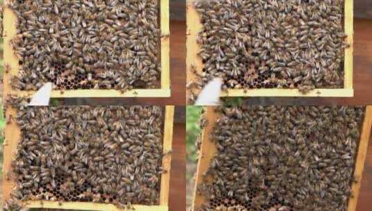 4K原生态蜜蜂蜂础吐蜜实拍视频高清在线视频素材下载