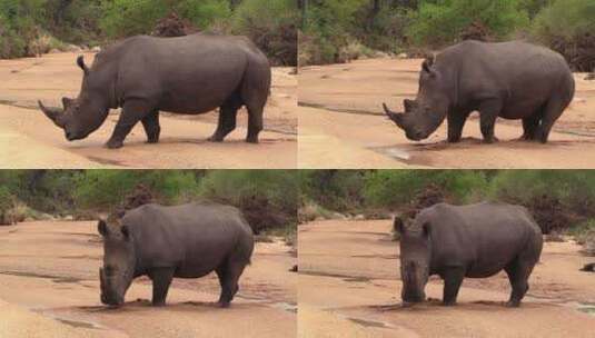 南非潮湿河床的软沙子里，白犀牛跌跌撞撞高清在线视频素材下载