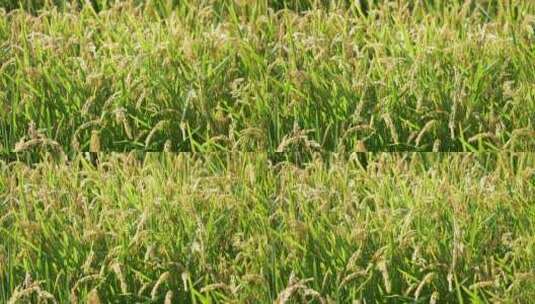 成熟的水稻稻穗随风飘摇高清在线视频素材下载