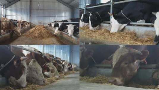畜牧业肉牛养殖牛棚养殖场牛特写高清在线视频素材下载
