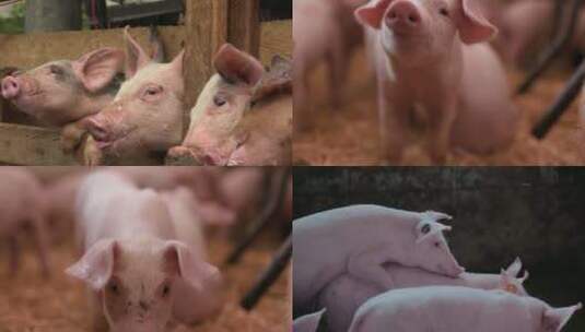 【合集】畜牧业小猪猪圈养殖高清在线视频素材下载
