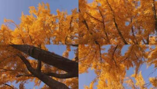 仰拍金色的银杏树高清在线视频素材下载