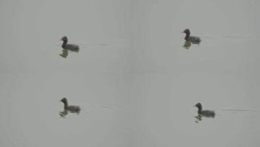 湖中的水鸟游泳高清在线视频素材下载