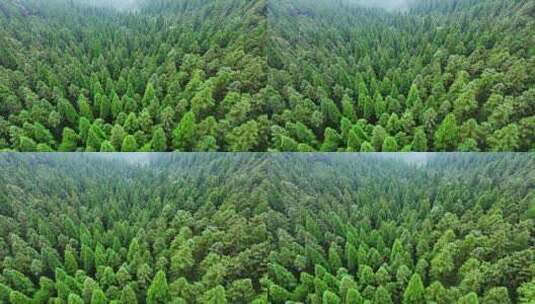 森林杉树航拍4K原创生态自然环境宣传片空境高清在线视频素材下载