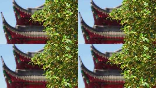 秋天南京毗卢寺古风建筑背景的桂花树高清在线视频素材下载