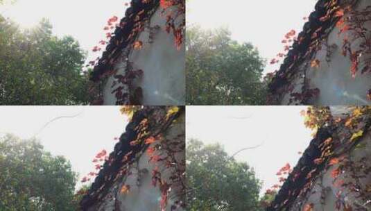 江南古镇乌镇秋季建筑和爬山虎植被景观高清在线视频素材下载