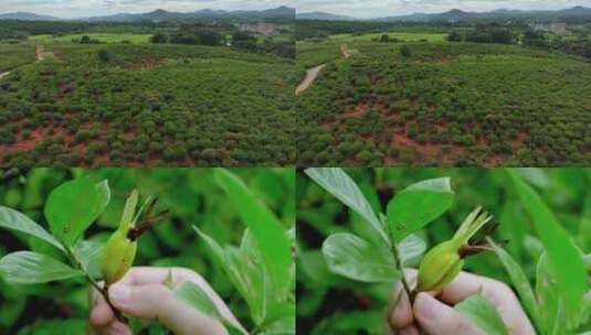 栀子种植基地栀子果实航拍特写高清在线视频素材下载