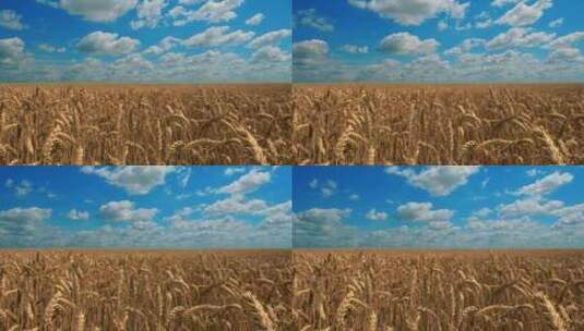 4K乡村蓝天白云金色的麦田麦子丰收高清在线视频素材下载