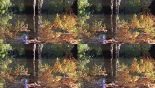 秋天南京燕雀湖落羽杉水杉林水中金色倒影高清在线视频素材下载