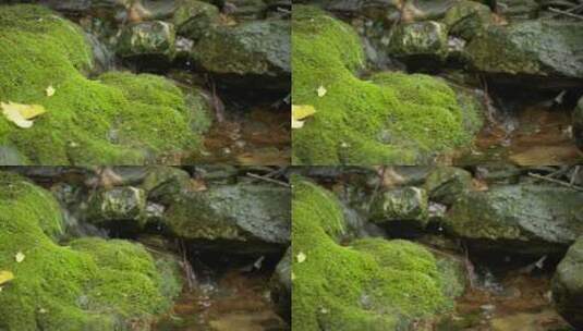 春天森林山间小溪泉水青苔藓高清在线视频素材下载