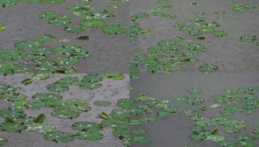 池塘下雨空镜高清在线视频素材下载