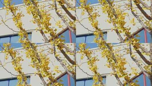 晴朗天气下秋天金黄的银杏叶高清在线视频素材下载