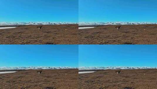 高清实拍青海可可西里草原雪山鸟动物高清在线视频素材下载