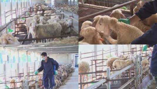 羊圈 动物 防疫 饲养高清在线视频素材下载