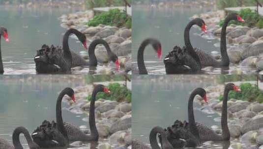 湖里面的黑天鹅高清在线视频素材下载
