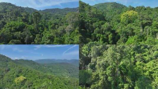 热带雨林原始峡谷航拍高清在线视频素材下载