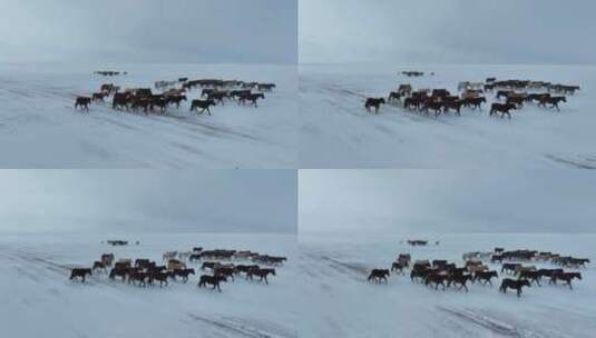 航拍呼伦贝尔冬季草原马群-82高清在线视频素材下载