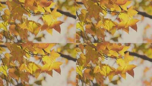 秋天黄叶枫叶立秋秋分秋景高清在线视频素材下载