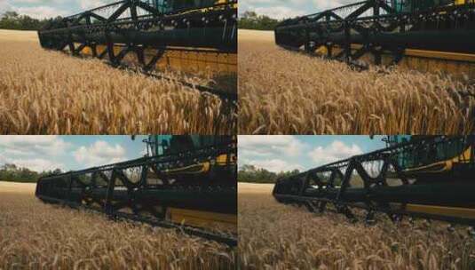 小麦水稻丰收农业种植收获高清在线视频素材下载