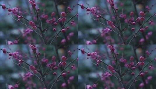 雨雪天气下盛开的红梅高清在线视频素材下载